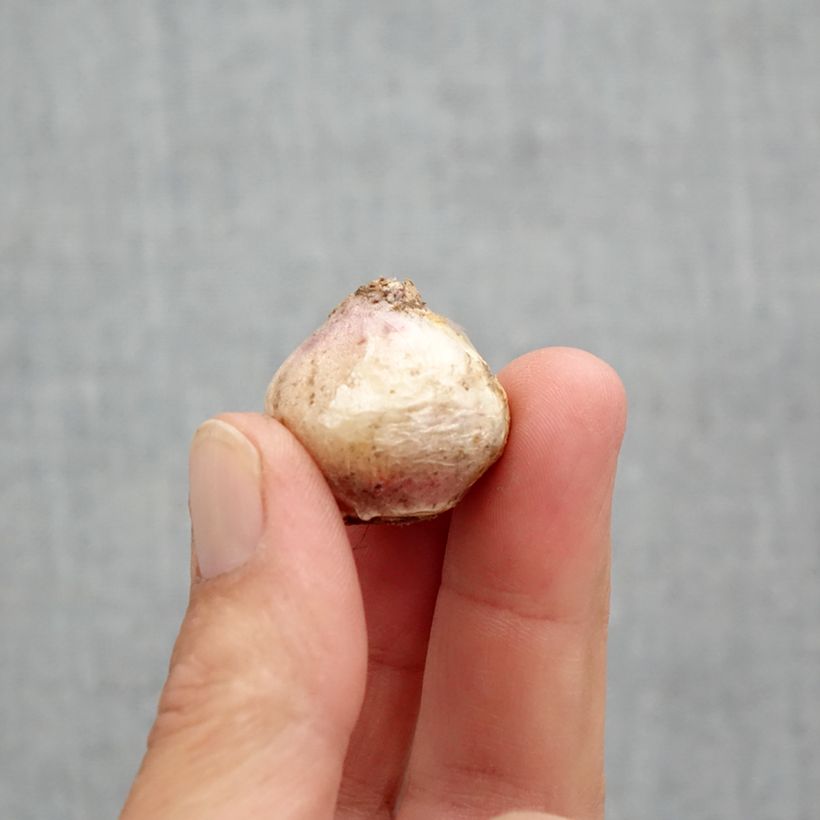 Exemplar von Scilla mischtschenkoana Tubergeniana - Meerzwiebel Zwiebel Kaliber/Größe 8+ wie im Frühjahr geliefert