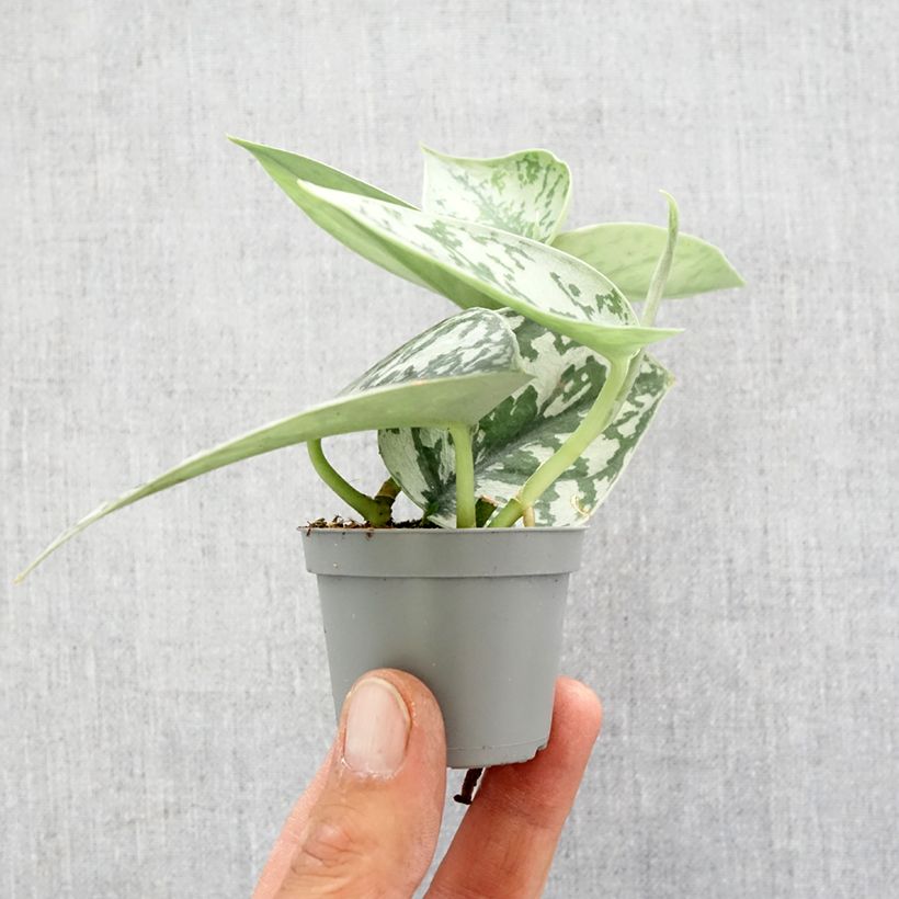 Example of Gefleckte Efeutute - Scindapus pictus Mini-plante as you get in printemps