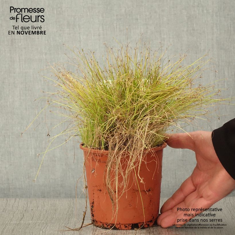 Example of Scirpus cernuus Fiber Optic Grass - Frauenhaargras Topf mit 1L/1,5L as you get in automne