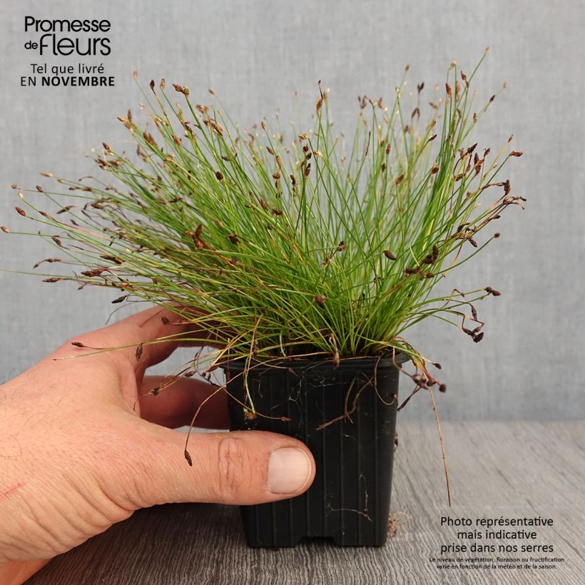 Example of Scirpus cernuus Fiber Optic Grass - Frauenhaargras Kleine Töpfe von 7/8 cm as you get in automne