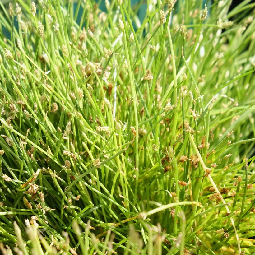 Scirpus isolepsis - Moorbinse (Foliage)