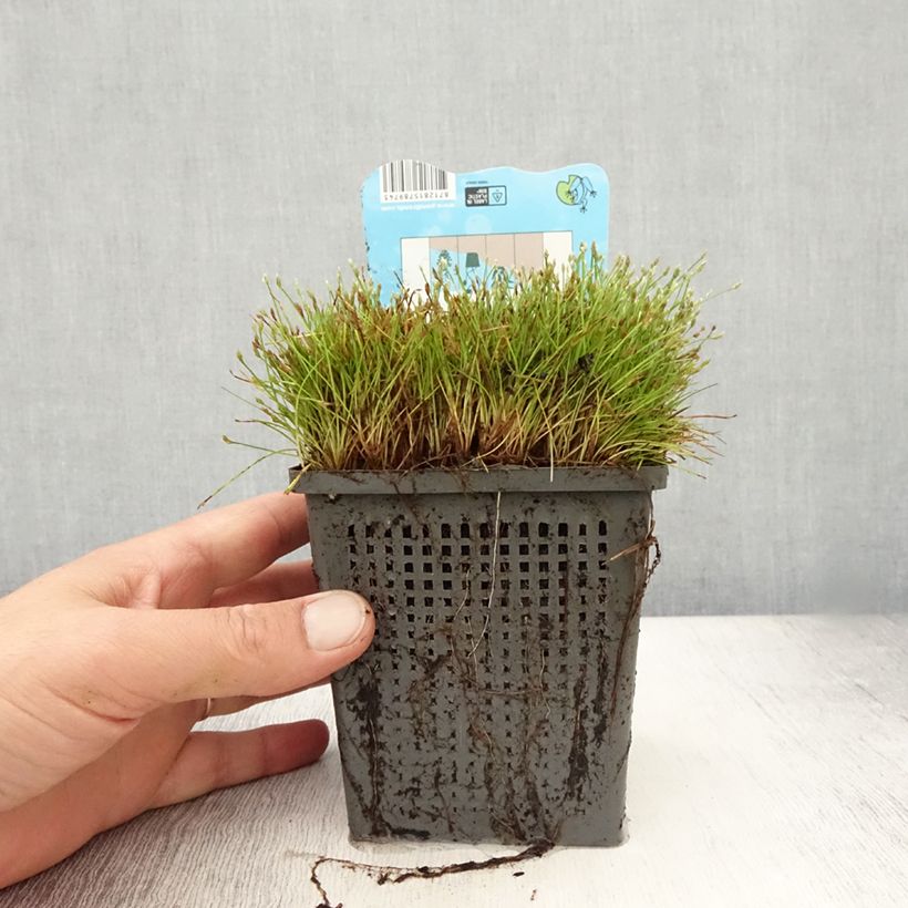 Example of Scirpus isolepsis - Moorbinse Topf mit 1L/1,5L as you get in ete
