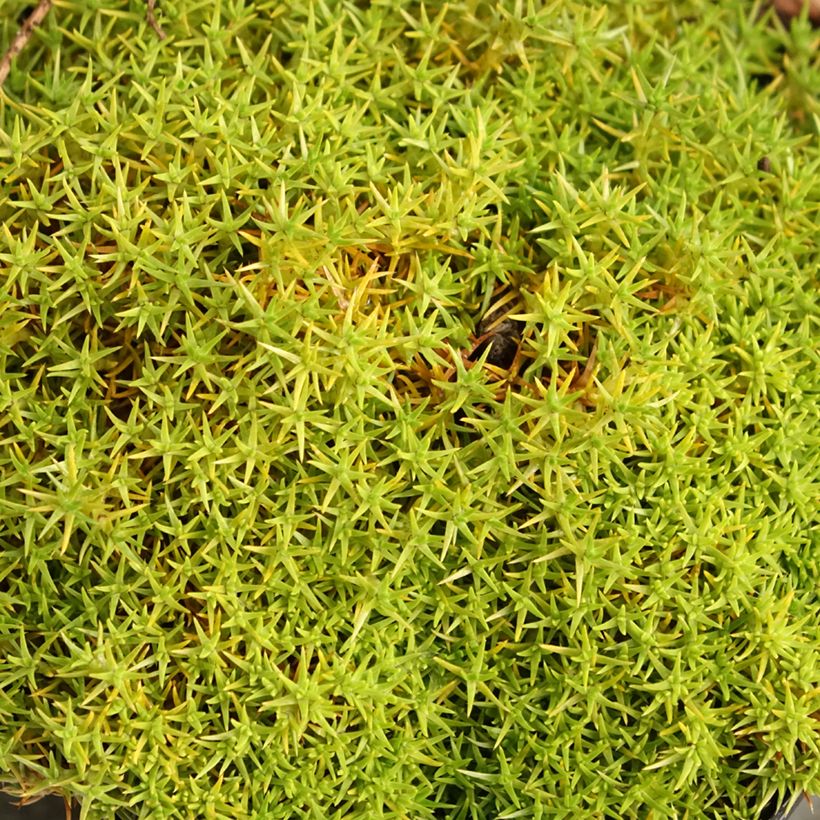 Scleranthus uniflorus - Knäuel (Foliage)