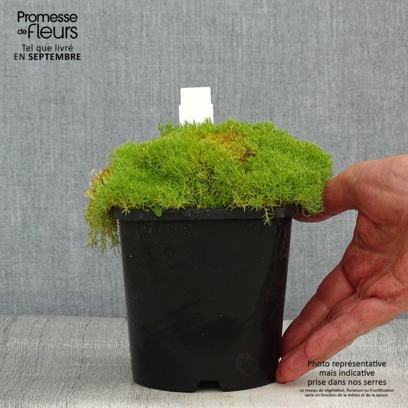 Example of Scleranthus uniflorus - Knäuel Topf mit 1,5L/2L as you get in ete