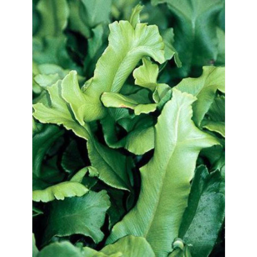 Asplenium scolopendrium Cristatum Group - Hirschzungenfarn (Foliage)