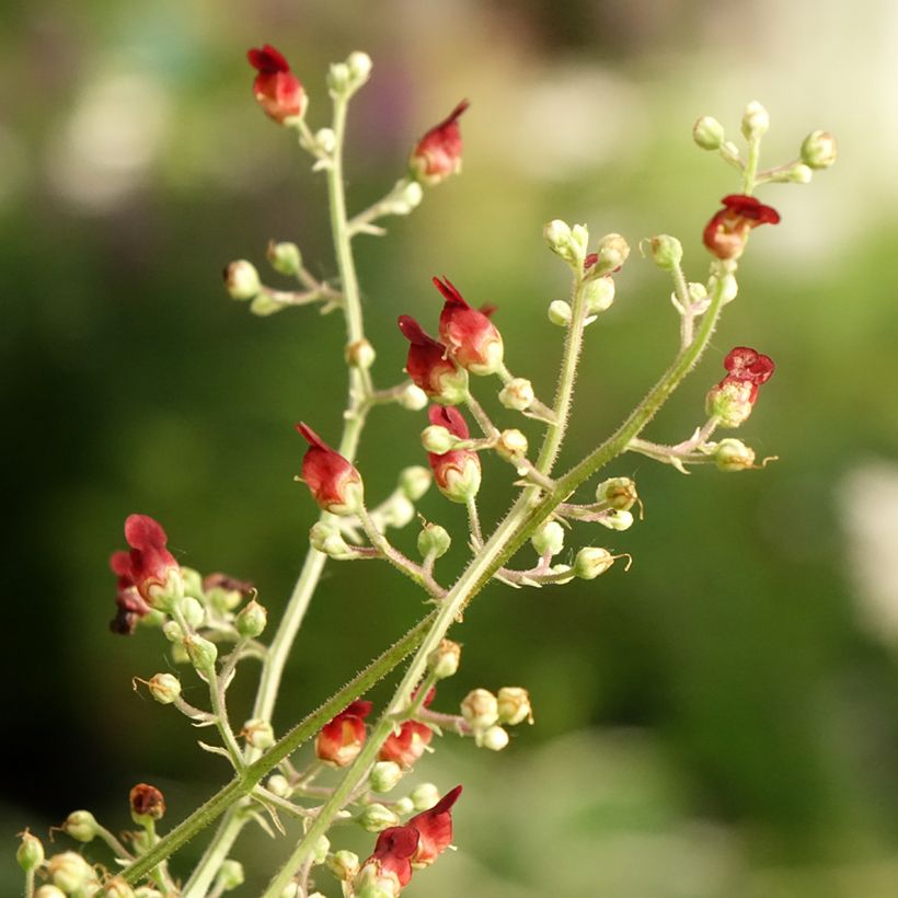 Scrophularia auriculata Variegata - Wasser-Braunwurz (Flowering)