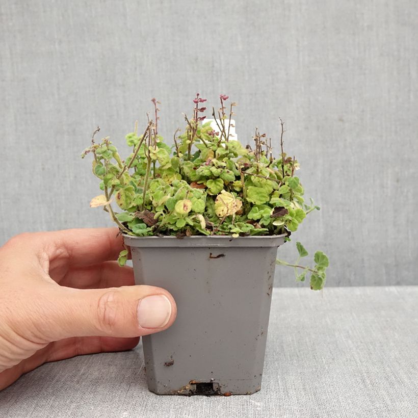 Exemplar von Scutellaria indica var. parviflora Parviflora - Helmkraut Kleine Töpfe von 8/9 cm wie im Herbst geliefert