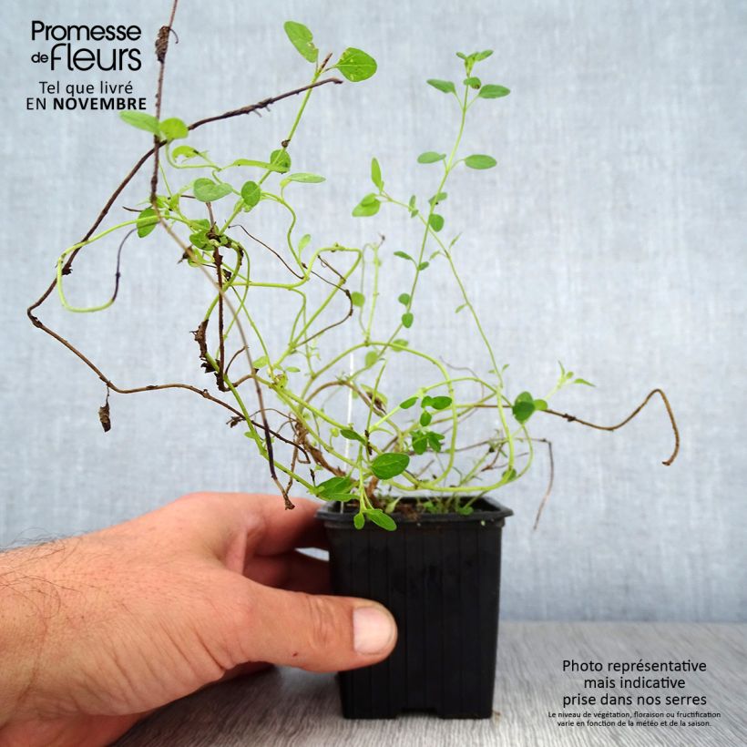 Example of Scutellaria suffrutescens - Helmkraut Kleine Töpfe von 8/9 cm as you get in automne