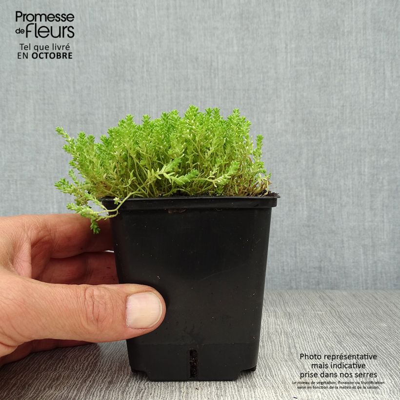 Example of Scharfer Mauerpfeffer Yellow Queen - Sedum acre Kleine Töpfe von 8/9 cm as you get in automne