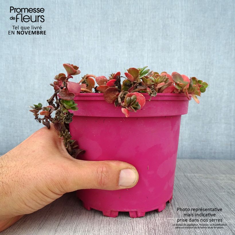 Example of Fetthenne Coral Carpet - Sedum album Topf mit 2L/3L as you get in automne