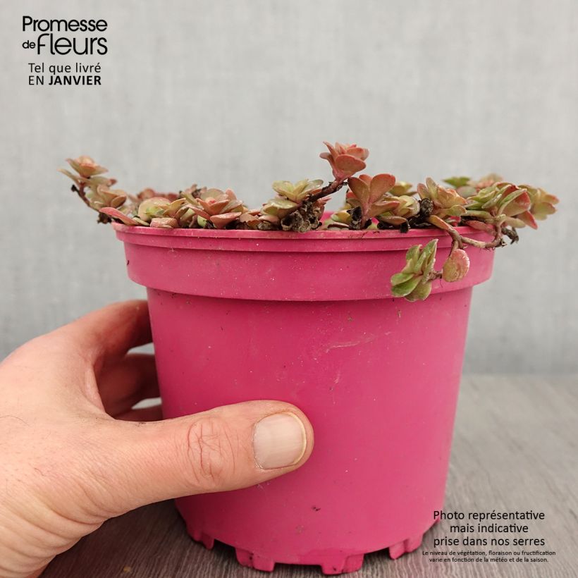 Exemplar von Fetthenne Coral Carpet - Sedum album Topf mit 2L/3L wie im Winter geliefert