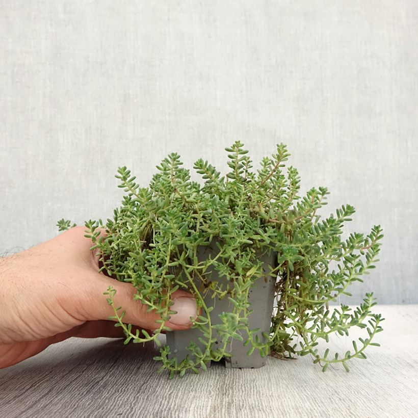 Example of Fetthenne - Sedum album var. murale Kleine Töpfe von 8/9 cm as you get in automne