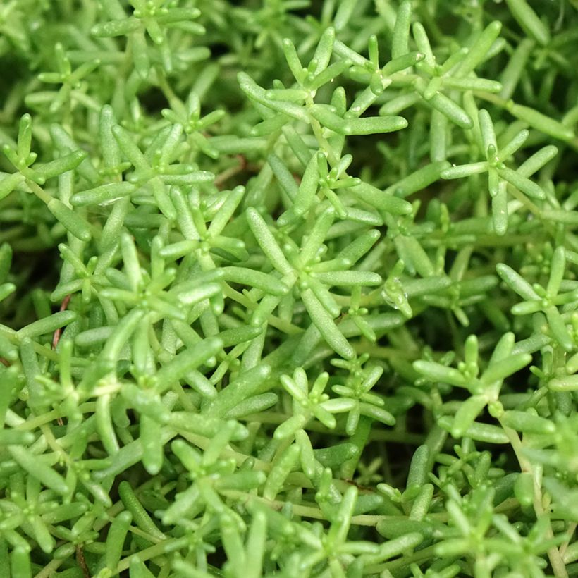 Fetthenne - Sedum album var. murale (Foliage)