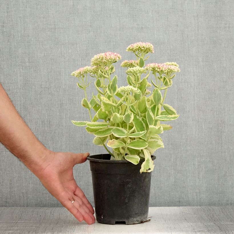 Example of Fetthenne Autumn Charm - Sedum telephium Topf mit 2L/3L as you get in ete