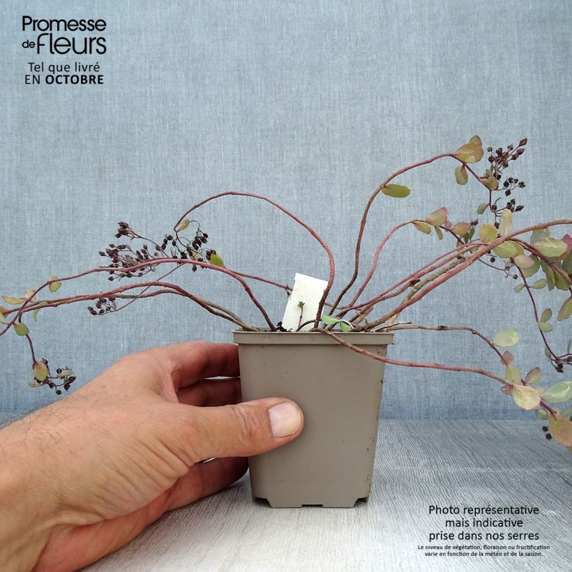 Example of Fetthenne Bertram Anderson - Sedum Kleine Töpfe von 8/9 cm as you get in automne
