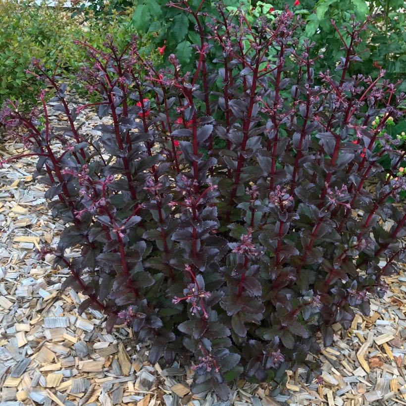 Fetthenne Black Knight - Sedum (Plant habit)