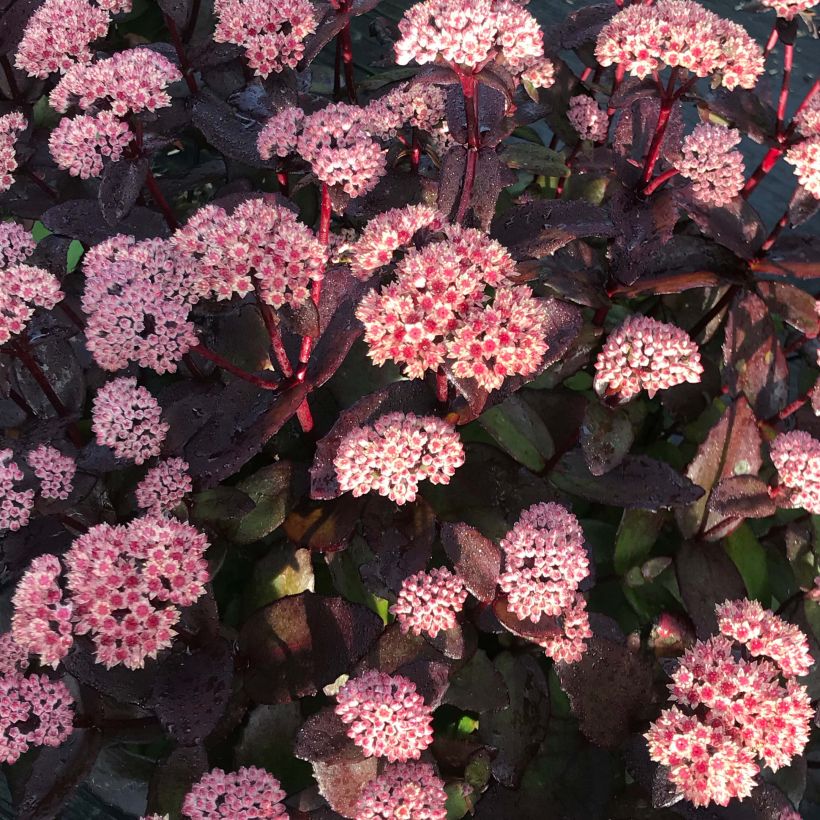 Fetthenne Black Knight - Sedum (Flowering)