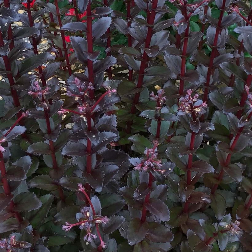 Fetthenne Black Knight - Sedum (Foliage)