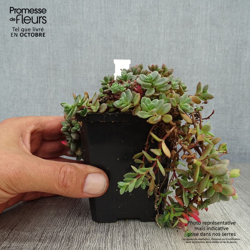 Example of Fetthenne Lidakense - Sedum cauticola Kleine Töpfe von 8/9 cm as you get in automne