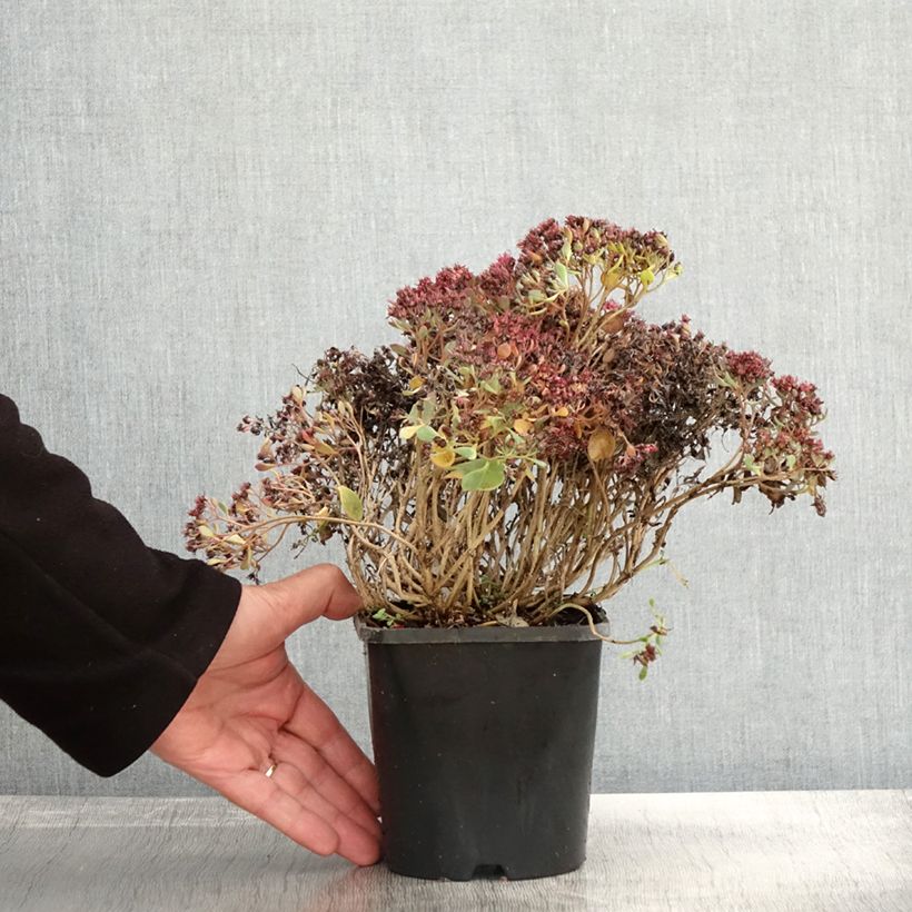 Example of Fetthenne Lidakense - Sedum cauticola Topf mit 1,5L/2L as you get in automne