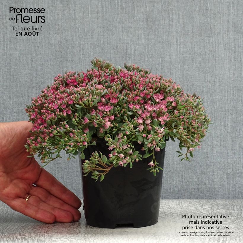 Exemplar von Fetthenne Lidakense - Sedum cauticola Topf mit 1,5L/2L wie im Sommer geliefert
