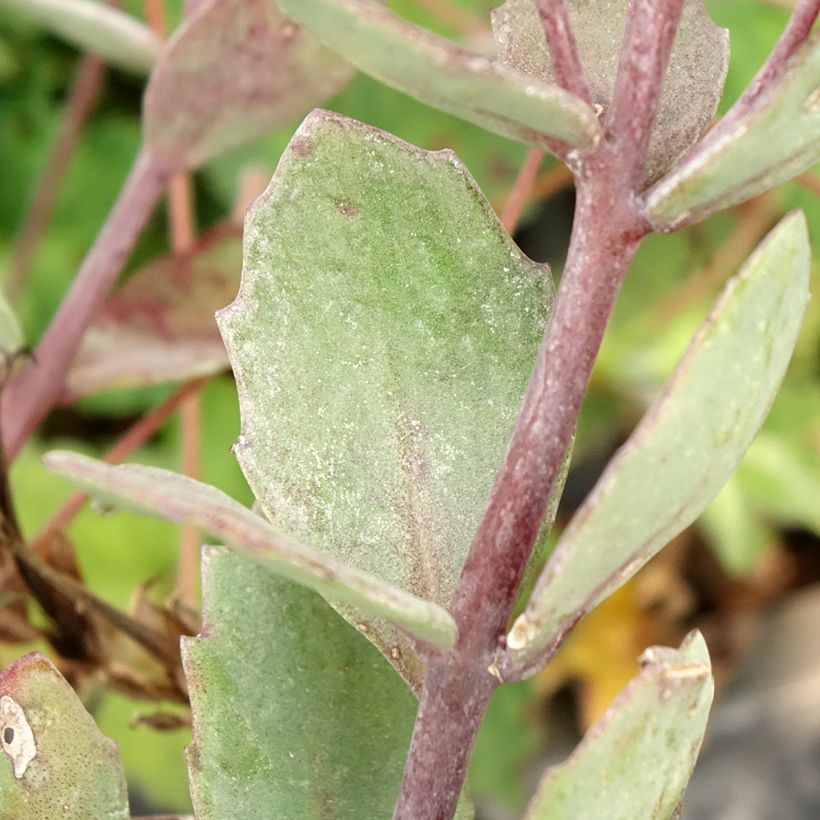 Fetthenne Robustum - Sedum cauticola (Foliage)