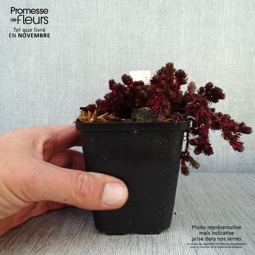 Example of Fetthenne Chocolate Ball - Sedum Kleine Töpfe von 8/9 cm as you get in automne