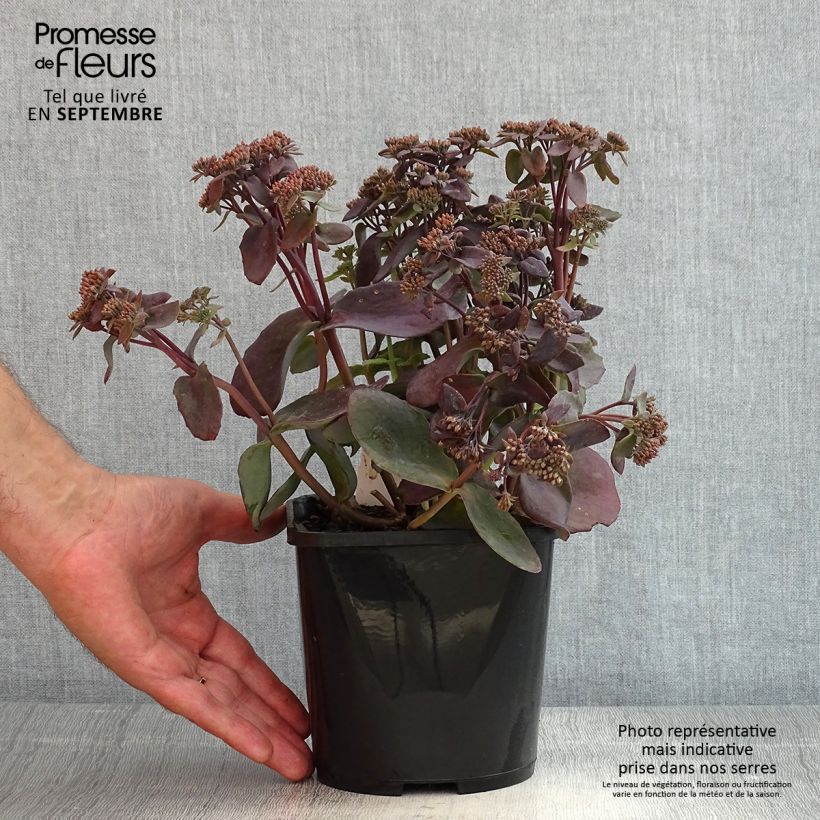Example of Fetthenne Chocolate Cherry - Sedum telephium Topf mit 2L/3L as you get in ete