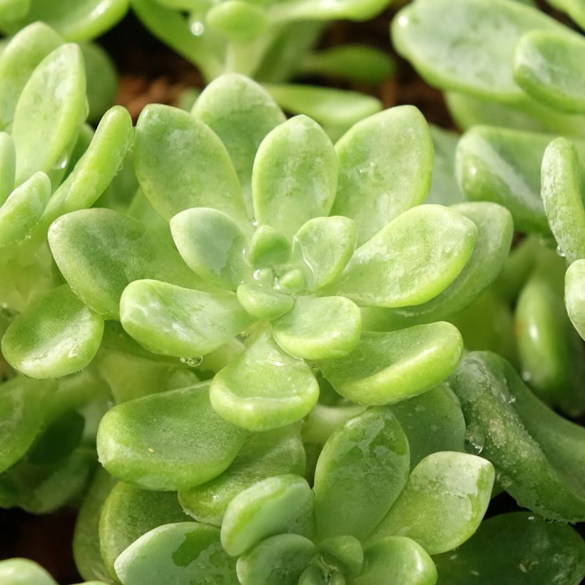 Fetthenne - Sedum clavatum (Foliage)