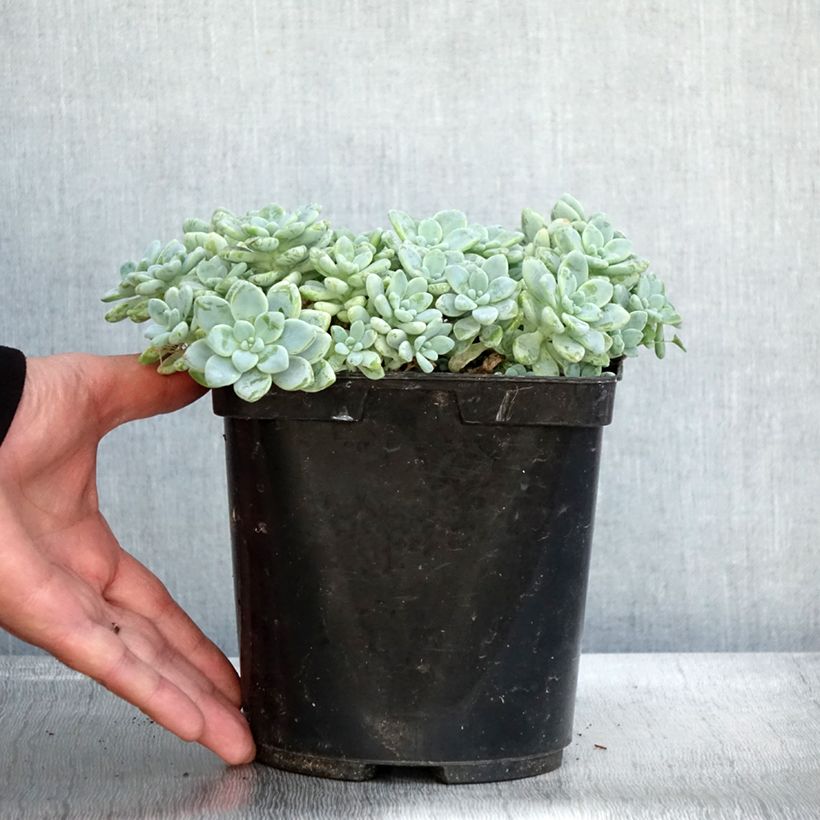 Example of Fetthenne - Sedum clavatum Topf mit 3L/4L as you get in automne