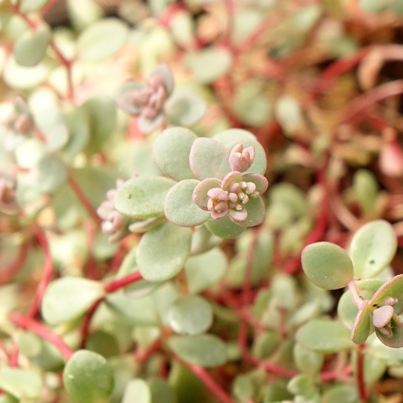 Fetthenne Rosenteppich - Sedum cyaneum (Foliage)