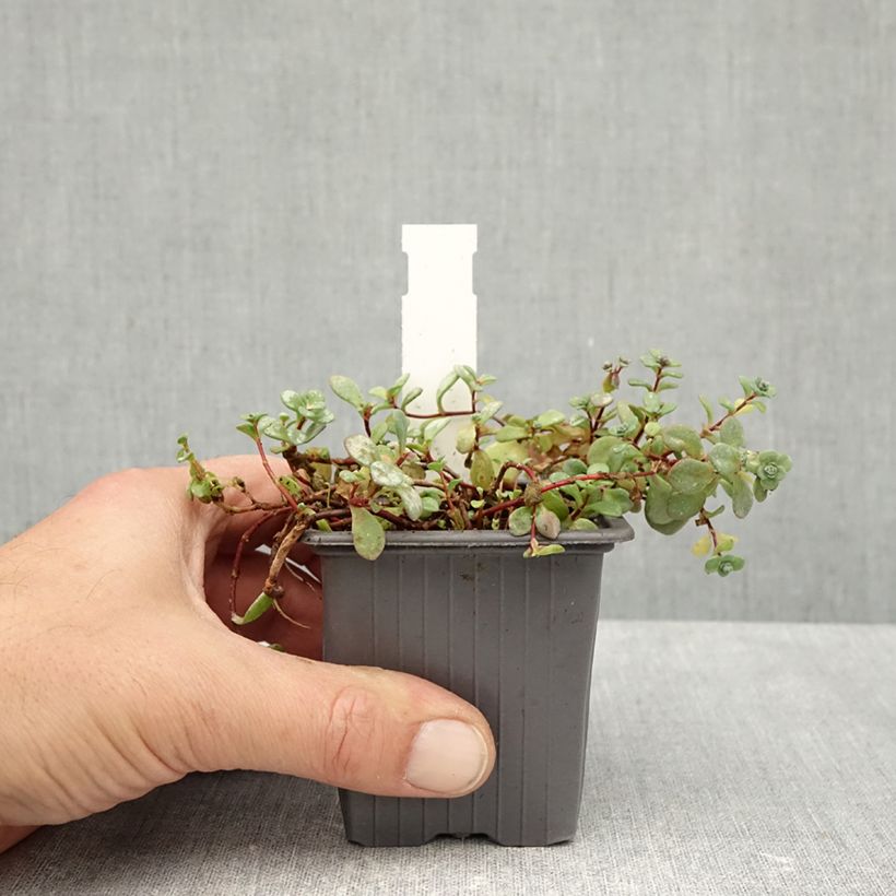 Exemplar von Fetthenne Rosenteppich - Sedum cyaneum Kleine Töpfe von 8/9 cm wie im Herbst geliefert