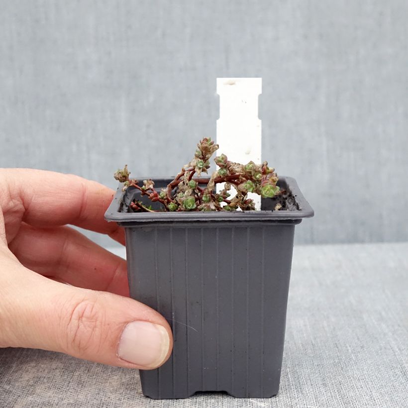 Exemplar von Fetthenne Rosenteppich - Sedum cyaneum Kleine Töpfe von 8/9 cm wie im Winter geliefert