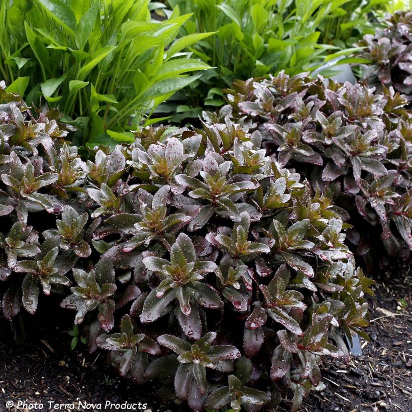 Fetthenne Dark Magic - Sedum telephium (Foliage)