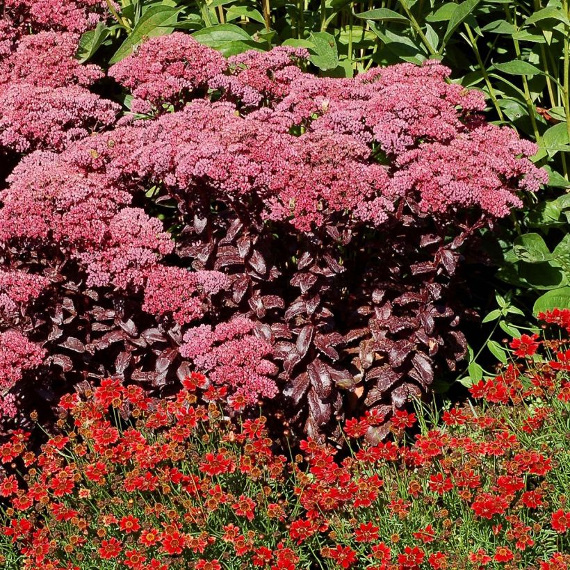 Fetthenne Dark Magic - Sedum telephium (Plant habit)