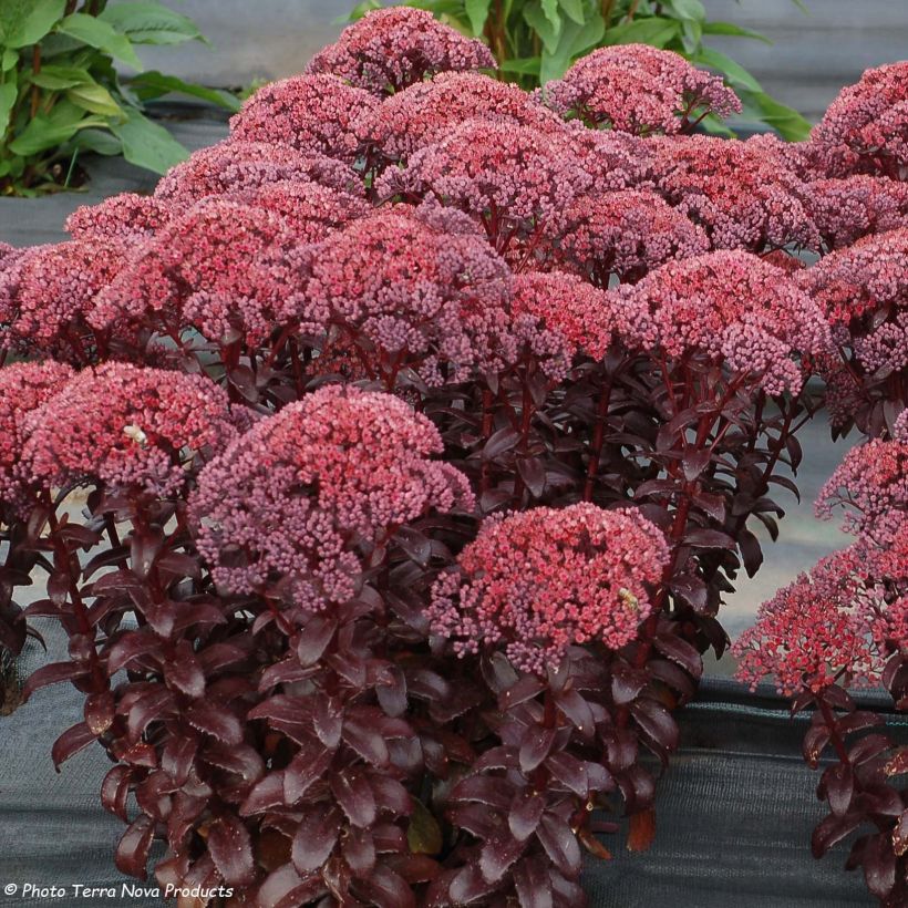 Fetthenne Dark Magic - Sedum telephium (Flowering)