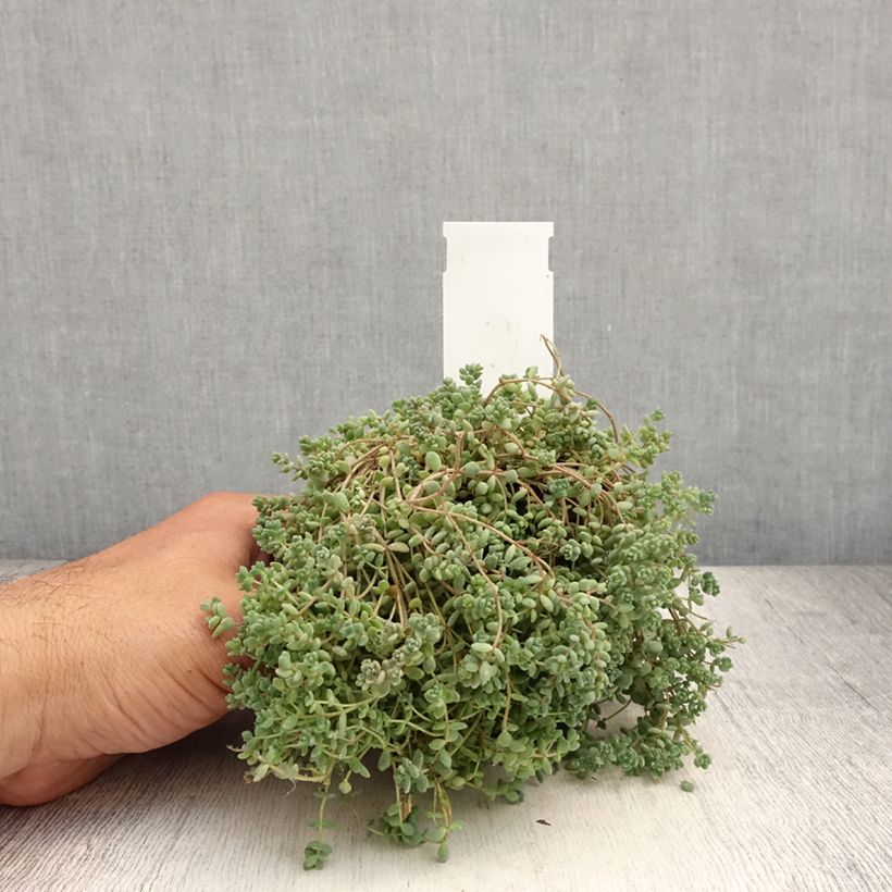 Example of Fetthenne - Sedum dasyphyllum Kleine Töpfe von 8/9 cm as you get in ete