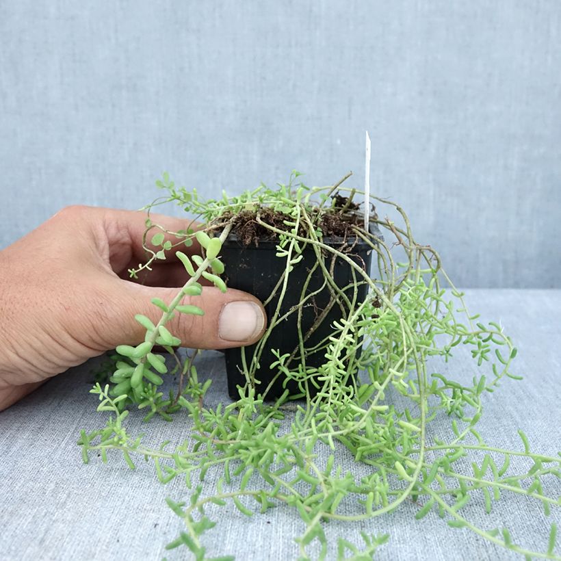 Example of Fetthenne - Sedum divergens Kleine Töpfe von 8/9 cm as you get in ete