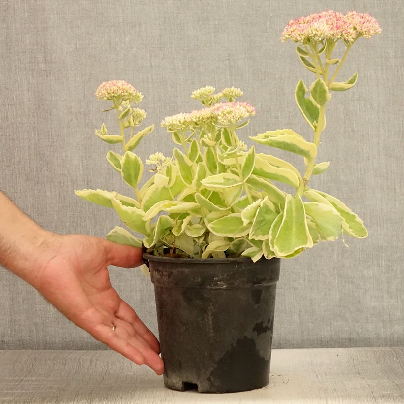 Example of Fetthenne Frosted Fire - Sedum spectabile Topf mit 2L/3L as you get in ete