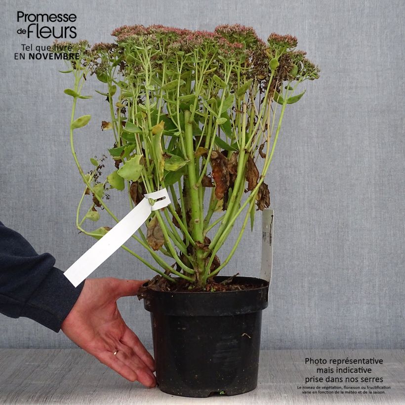 Example of Fetthenne Herbstfreude - Sedum Topf mit 3L/4L as you get in automne