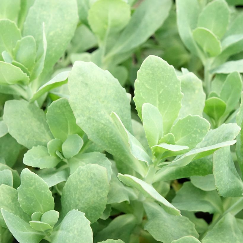 Fetthenne Class Act - Sedum telephium (Foliage)