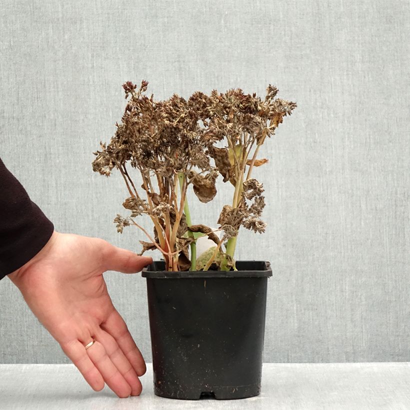 Exemplar von Fetthenne Class Act - Sedum telephium Topf mit 1,5L/2L wie im Herbst geliefert