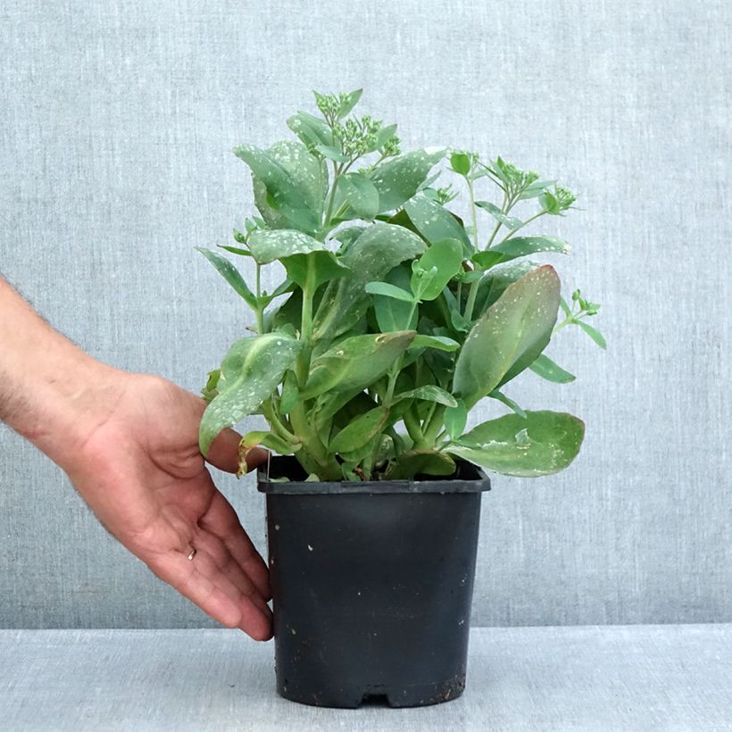 Example of Fetthenne Class Act - Sedum telephium Topf mit 1,5L/2L as you get in ete