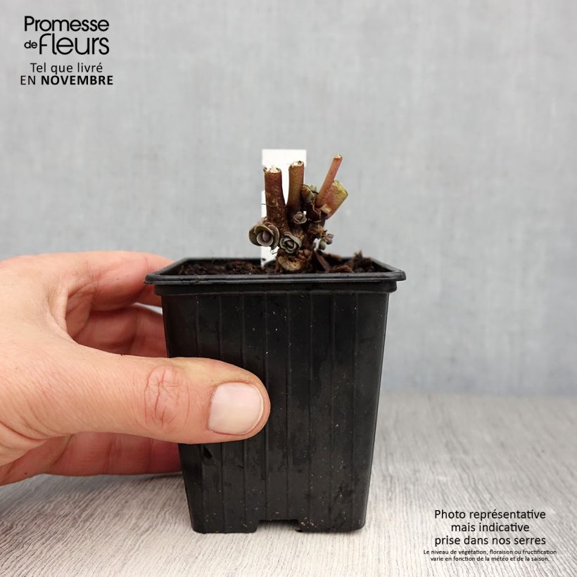 Example of Fetthenne Thunderhead - Sedum telephium Kleine Töpfe von 8/9 cm as you get in automne