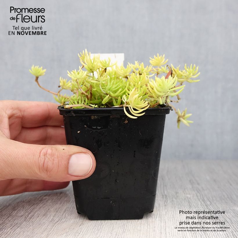 Example of Fetthenne Lemon Ball - Sedum Kleine Töpfe von 8/9 cm as you get in automne