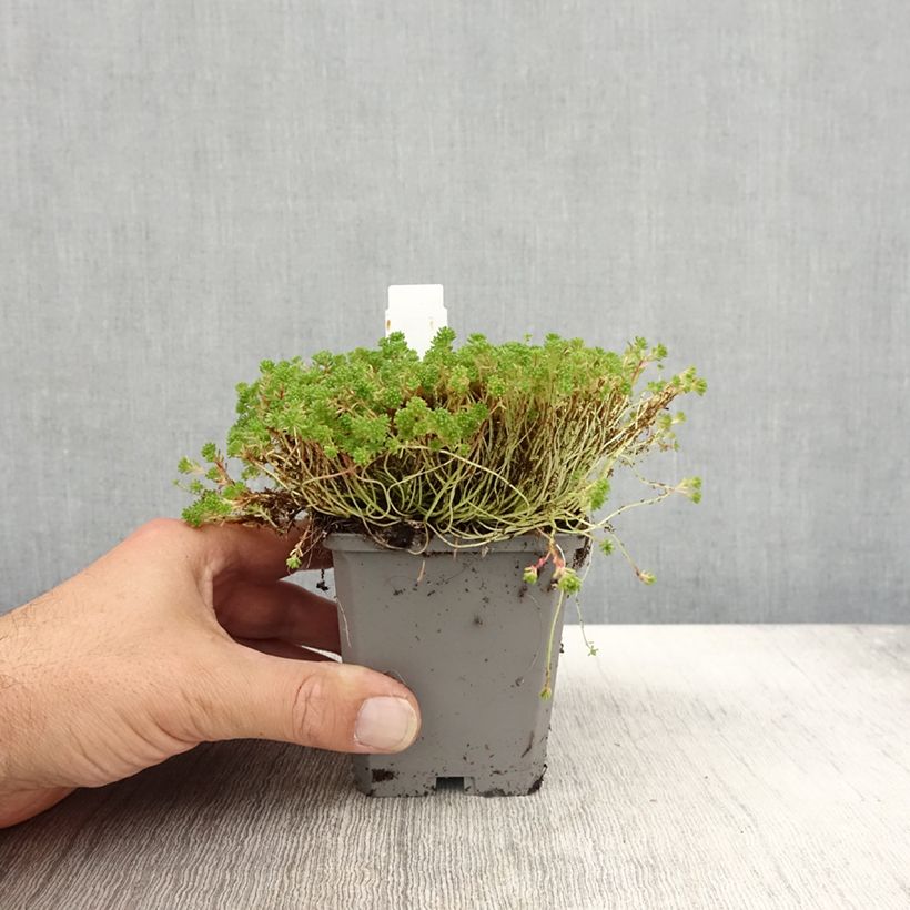 Example of Fetthenne Glaucum - Sedum lydium Kleine Töpfe von 8/9 cm as you get in automne