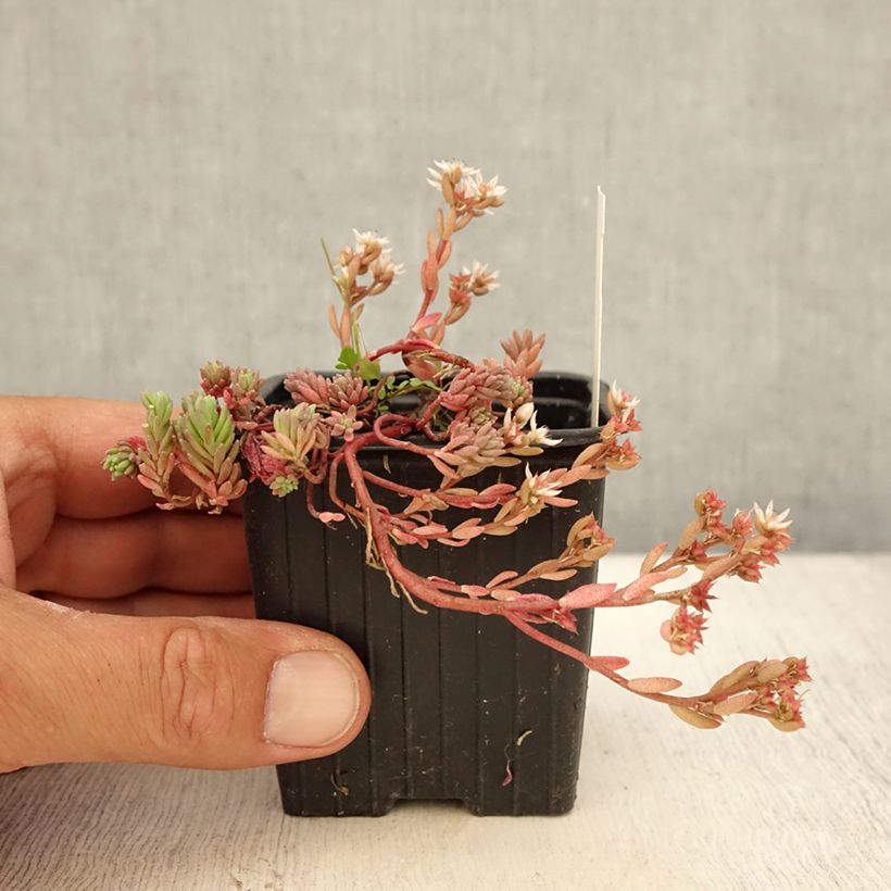 Exemplar von Fetthenne Glaucum - Sedum lydium Kleine Töpfe von 8/9 cm wie im Sommer geliefert