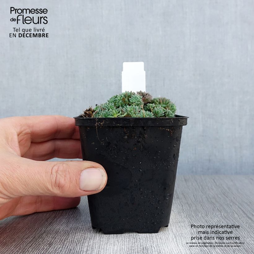 Exemplar von Fetthenne Glaucum - Sedum lydium Kleine Töpfe von 8/9 cm wie im Winter geliefert