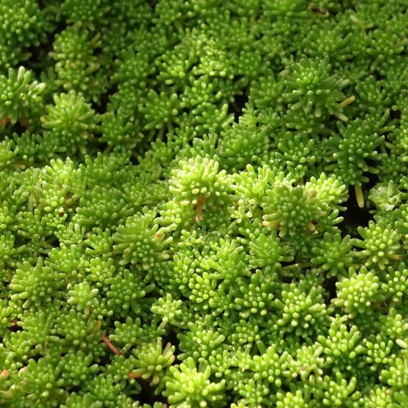 Fetthenne Glaucum - Sedum lydium (Foliage)