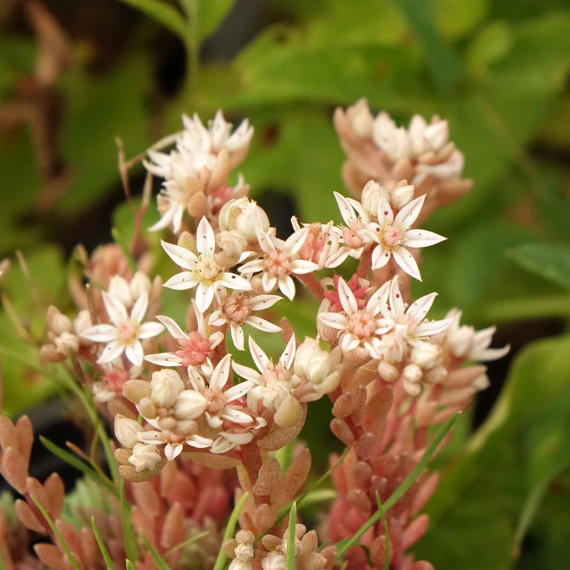 Fetthenne Glaucum - Sedum lydium (Flowering)